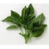 Basil Basil