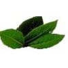 Bay Leaf Bay Leaf
