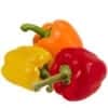 Bell Pepper Bell Pepper