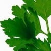 Chervil Chervil