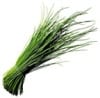 Chives Chives