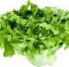 Escarole Escarole