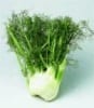 Fennel Fennel
