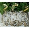 Herring Filets in Cream Sauce