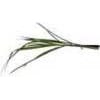 Lemon Grass Lemon Grass