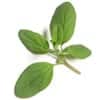 Marjoram Marjoram