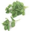 Mint Mint