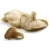 Oyster Mushroom Oyster Mushroom