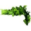 Parsley (Italian) Parsley (Italian)