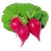 Radish Radish