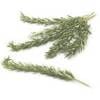 Rosemary Rosemary