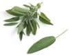 Sage Sage