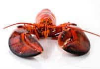 seafood1