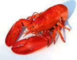 seafood2