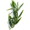 Tarragon Tarragon