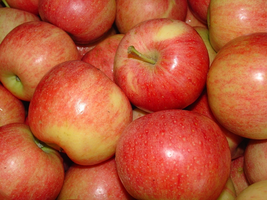 Top 10 Fall Apples King Kullen